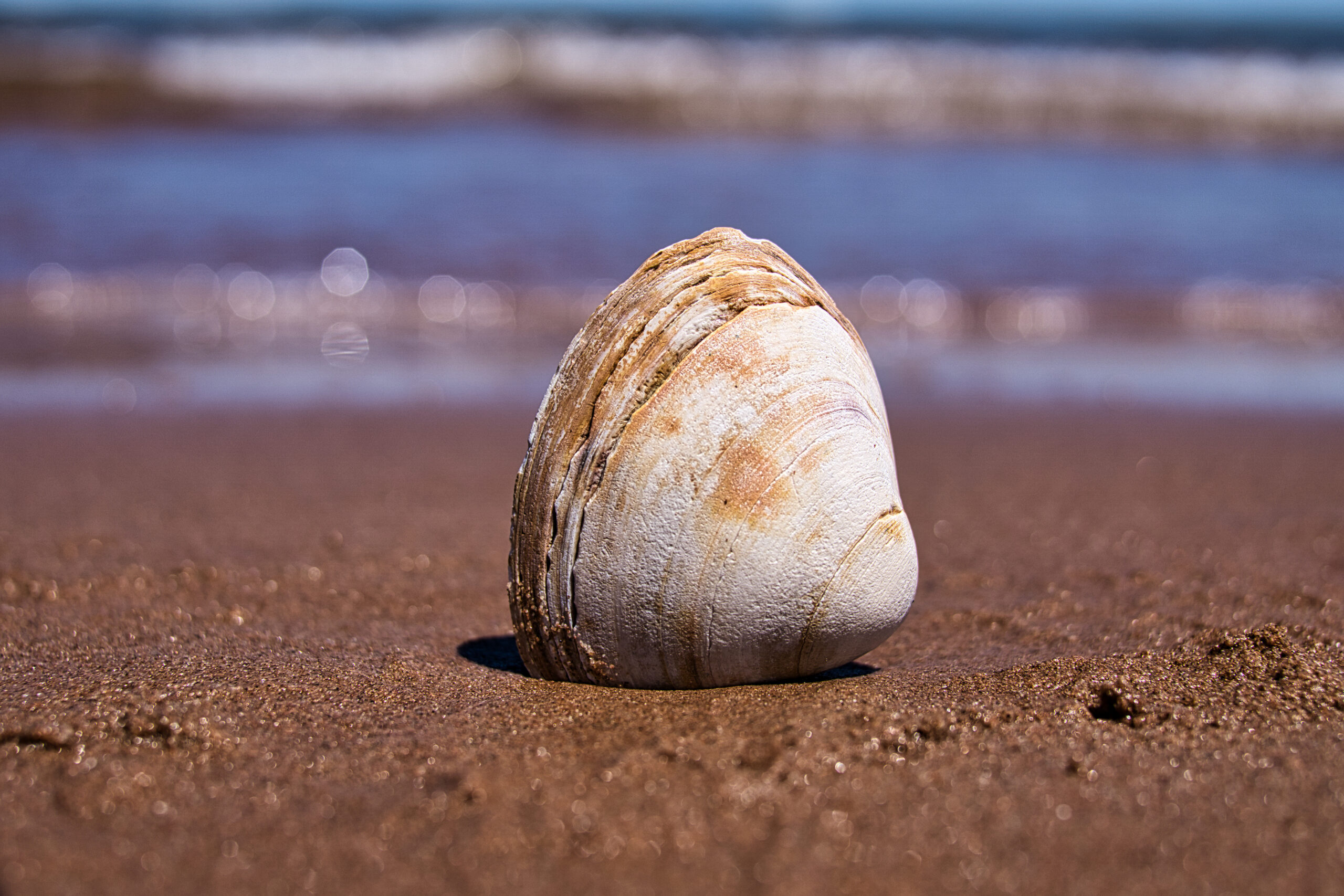 ArtyomG Item Photography Kitchener